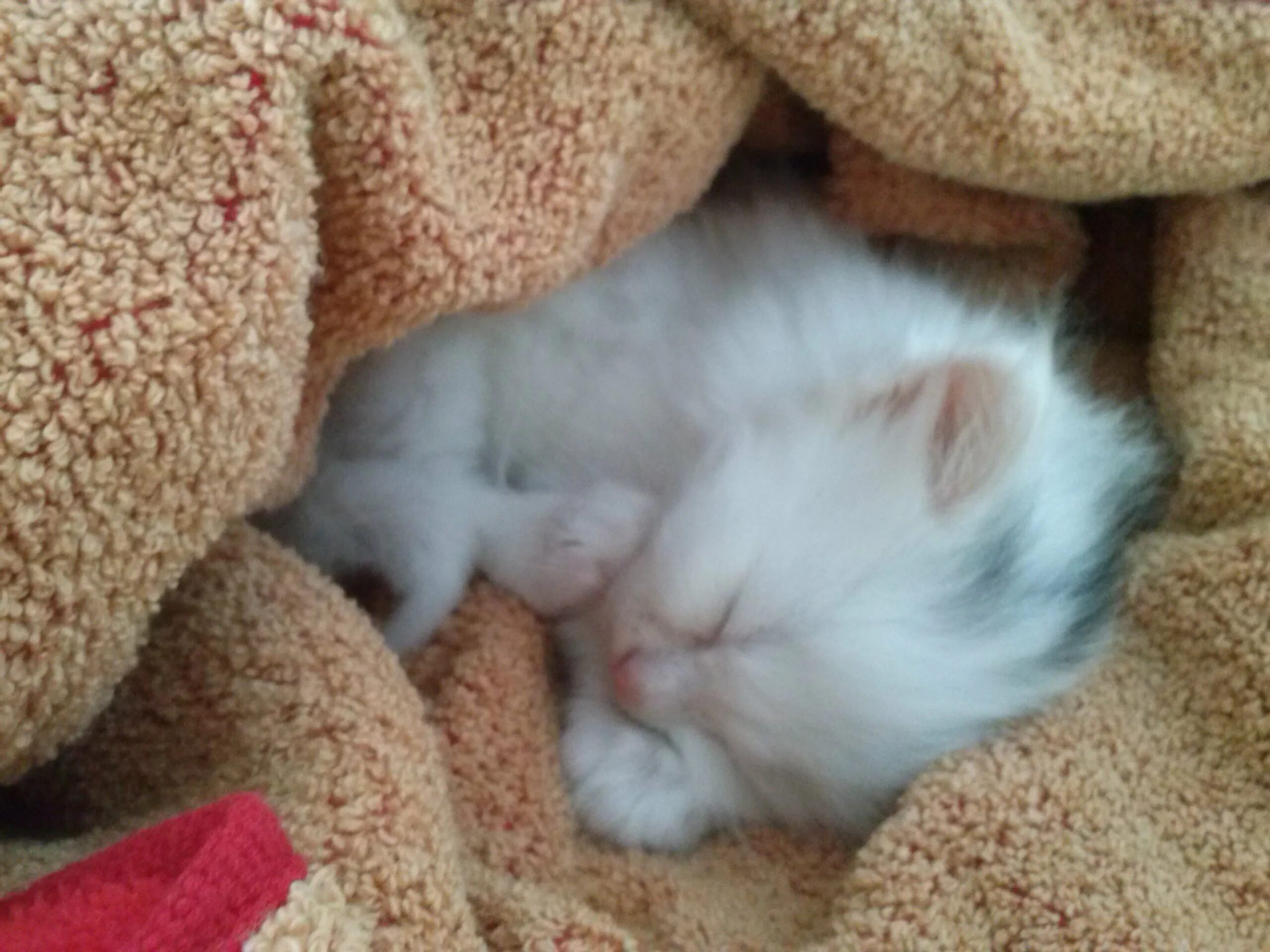 котята. 1 месячные котята. котята один месяц. котята 1 месяц фото. как выглядит котёнок в 1 месяц милый.