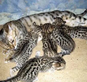 Вес бенгальского котенка