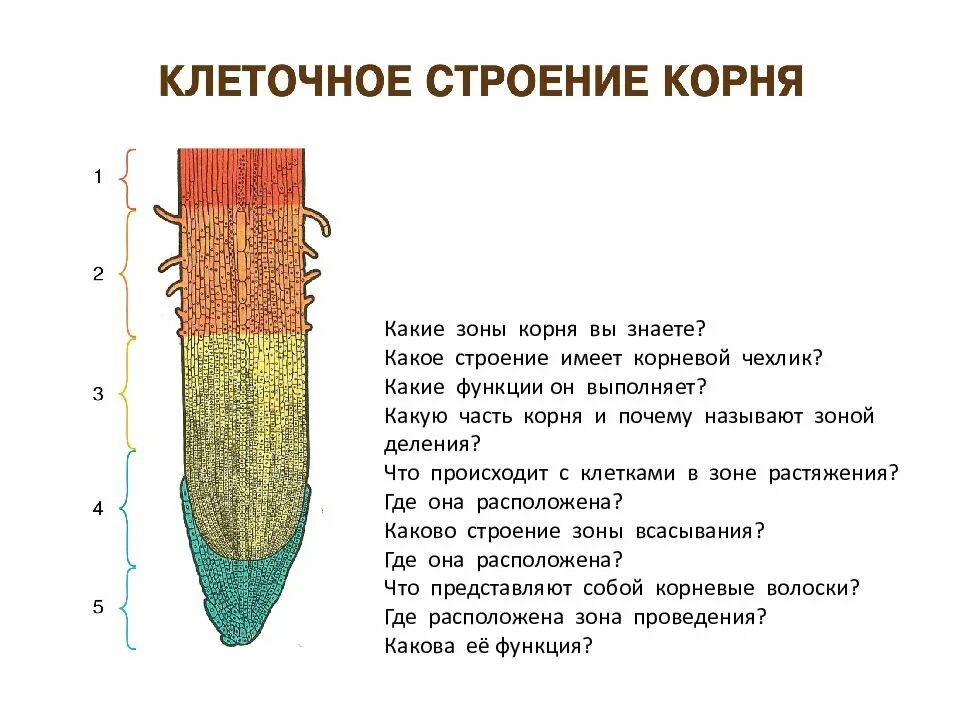 Какую функцию выполняет чехлик у растений