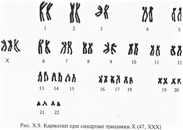 Количество аутосом в яйцеклетке кролика равно 21