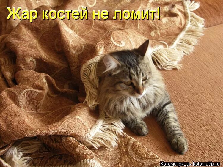 жар костей не ломит но и не. жар костей не ломит.