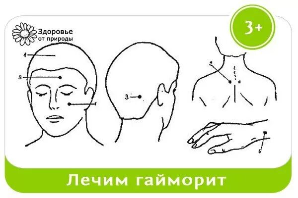 Точечный массаж под лопаткой. Акупрессура при атеросклерозе сосудов. Массаж при атеросклерозе нижних конечностей. Массаж голени. Методика точечного массажа.