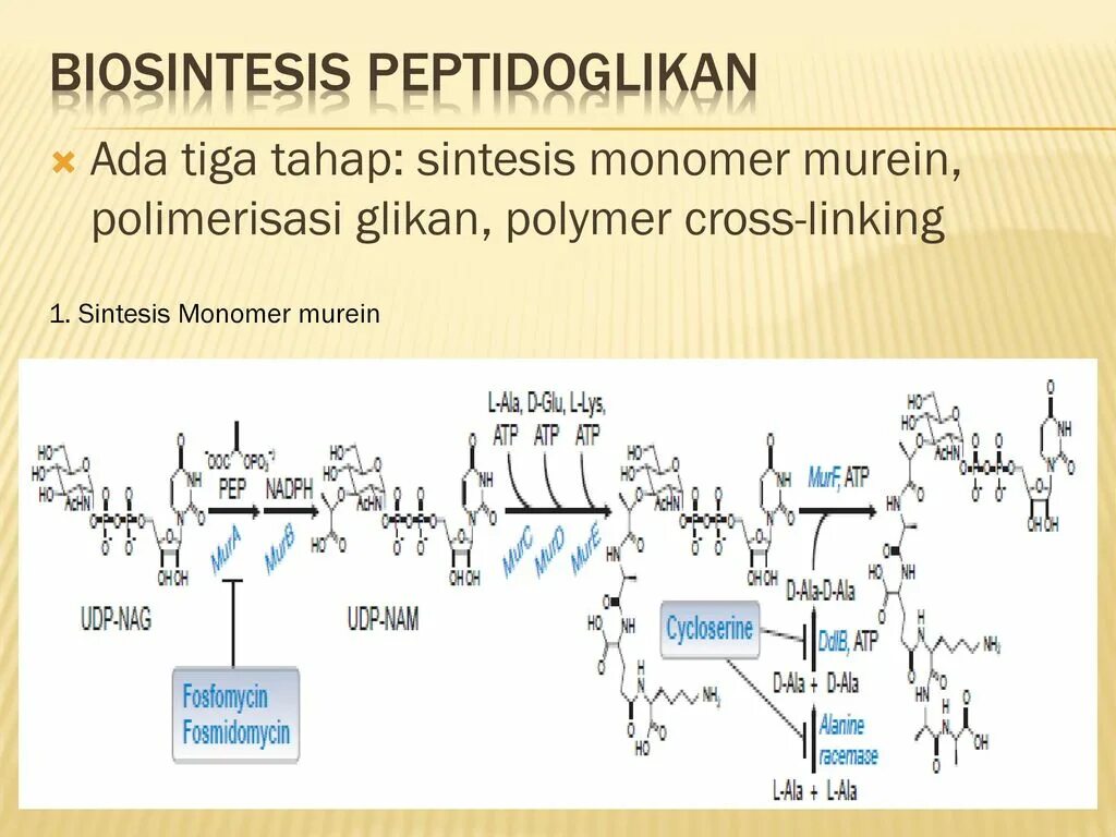 Пептидогликан биохимия. Пептидогликан мономер. Хитин и муреин.