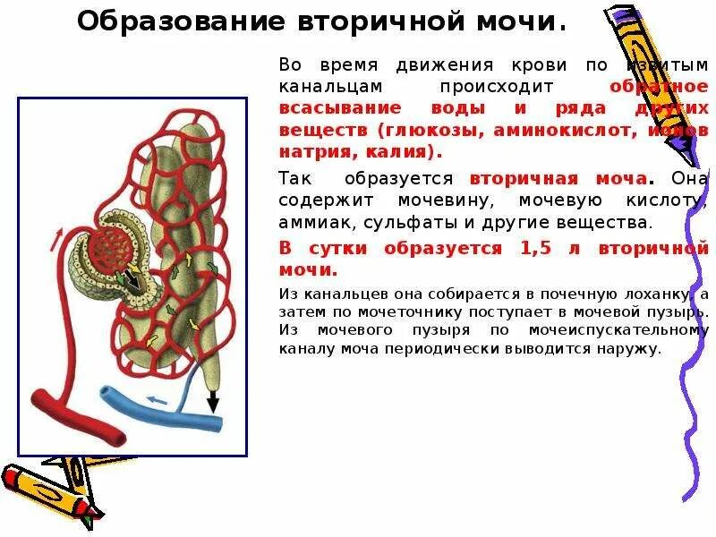 Первичная и вторичная моча. Механизм образования первичной и вторичной мочи. Образование вторичной мочи. Первичная моча образуется в.