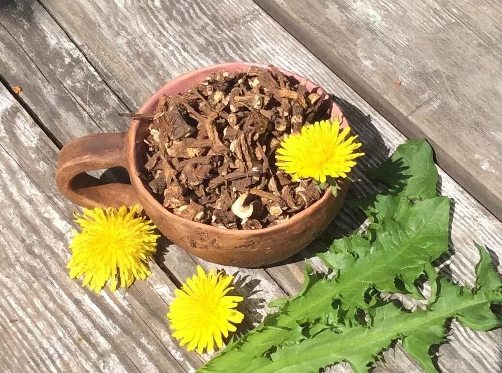 Dandelion root - корень одуванчика. Корни одуванчика ГФ. Одуванчик корень порошок. Одуванчик полевой корень.