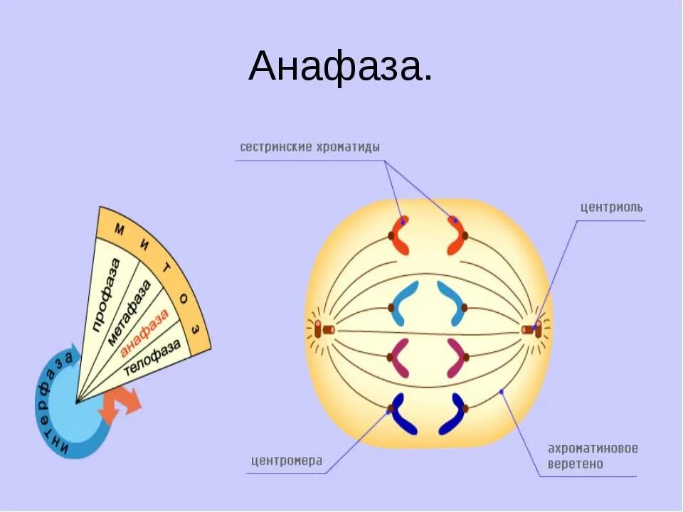 Сколько клеток в анафазе. Анафаза этапы. Анафаза процессы. Анафаза это в биологии. Стадия анафазы.