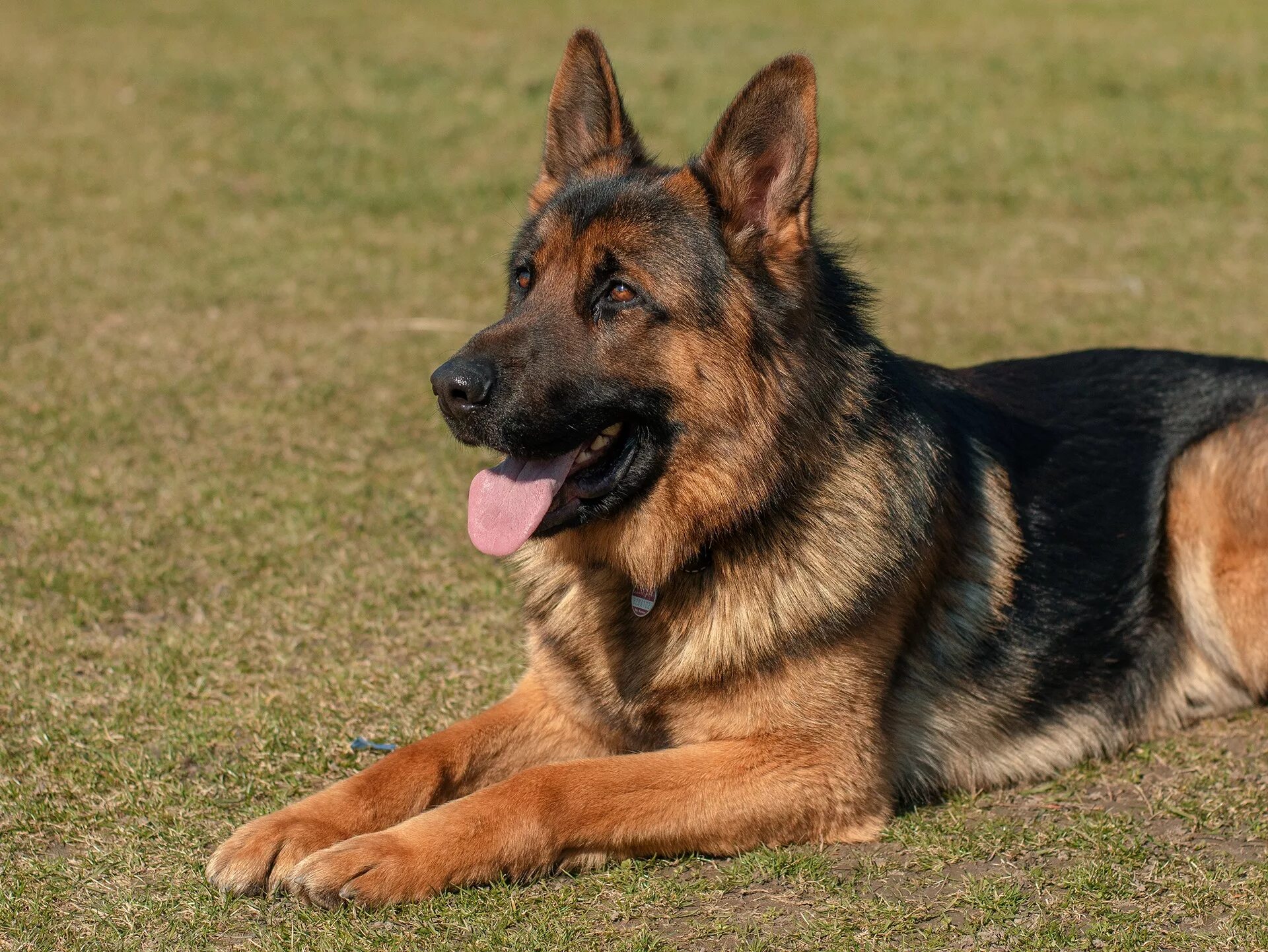 Собака немецкой породы описание. Чепрачная немецкая овчарка. German Shepherd немецкая овчарка. Немецкая овчарка Шеферд. Немецкая овчарка чепрачного окраса короткошерстная.