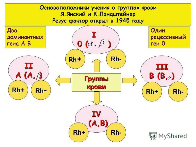 Резус отрицательный рецессивный. Доминантные группы крови. Доминирующая группа крови. Группа крови доминантные и рецессивные. Какая группа крови доминирует.