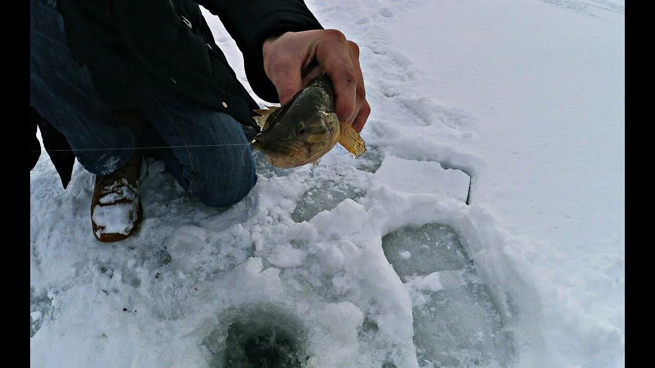 Ловля на сало. Зимняя рыбалка ротан. Зимняя рыбалка на сало. Белый Амур зимняя рыбалка. Ловля на сало зимой.