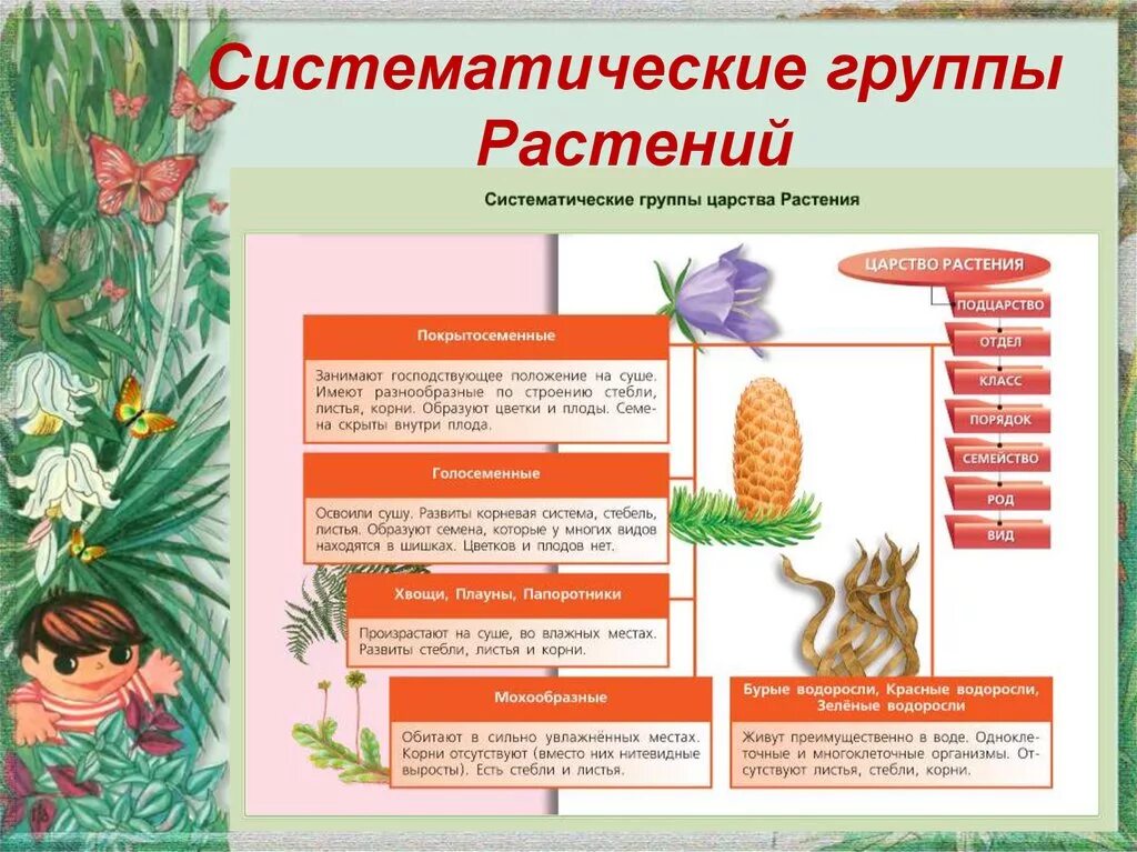 5 основных групп растений. Систематические категории растений и животных 5 класс биология. Систематическая группа растений таблица 5 класс. Систематические группы растений 5 класс. Системо ические группы растений.