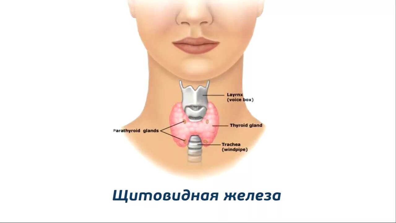 Изображение щитовидной железы. Расположение щитовидки. Щитовидная железа у женщин. Как жить без щитовидной железы