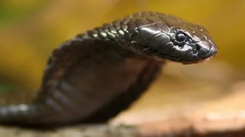 Black cobra