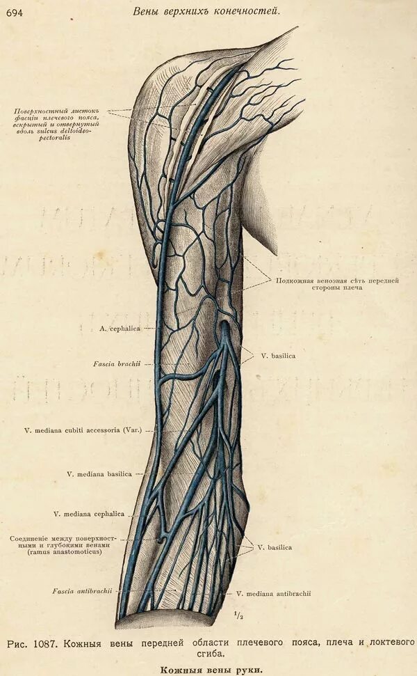 Название самой большой вены у человека. Подкожные вены верхней конечности анатомия. Поверхностные вены верхней конечности схема. Вены предплечья анатомия схема. Глубокие вены верхней конечности анатомия.