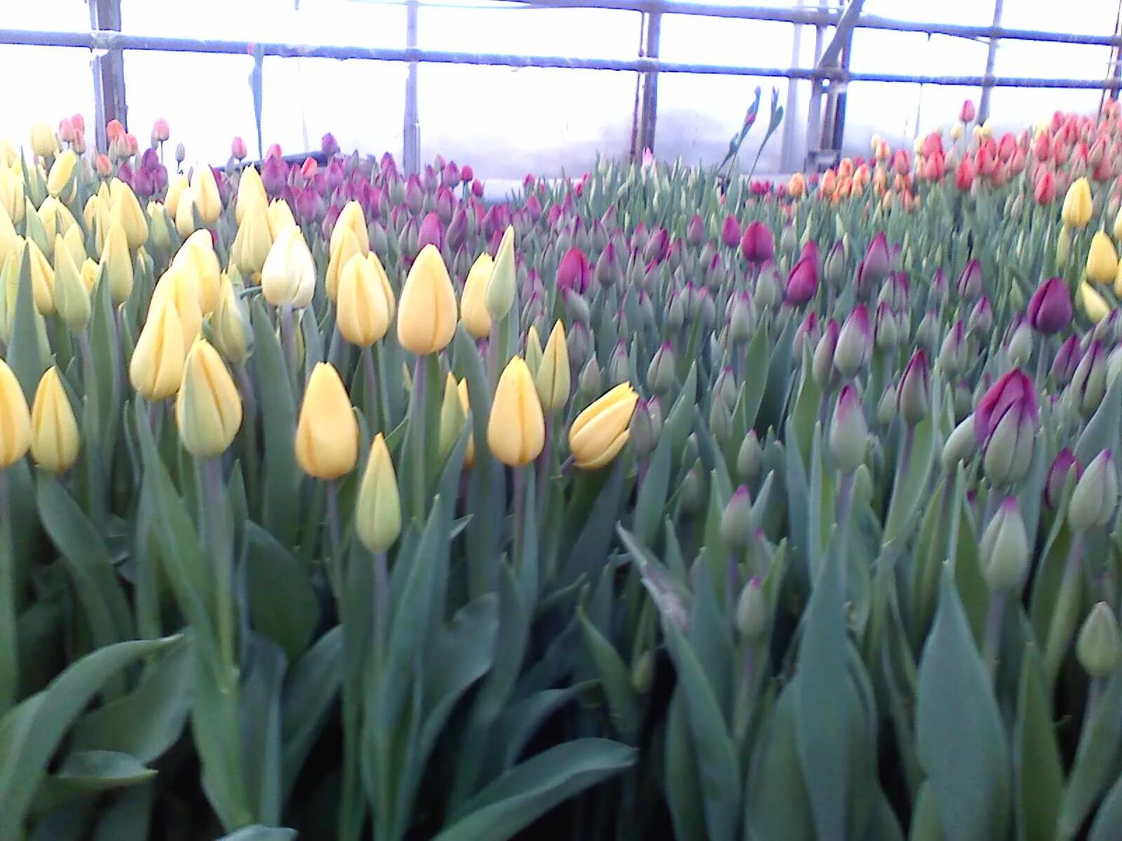 тюльпаны на выгонку. сорт тюльпанов лалибела. тюльпаны на выгонку. тюльпаны крокусы гиацинты выгонка. тюльпаны на выгонку.