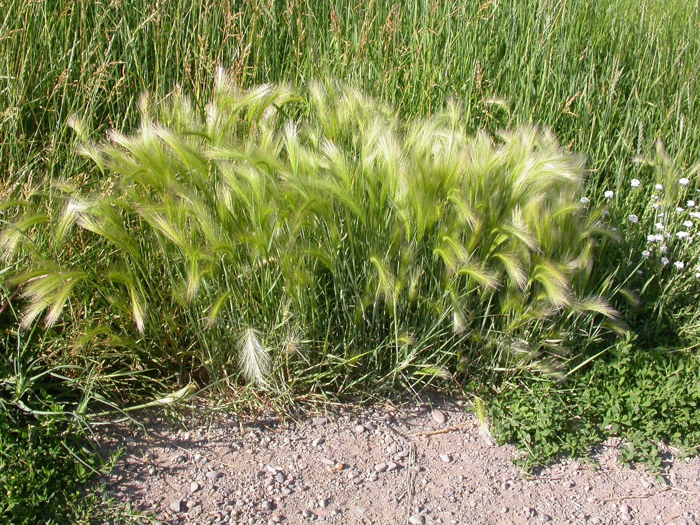 Ковыль ячмень гривастый (hordeum jubatum). Ковыль тырса. Ковыль коржинского. Ковыль ячмень гривастый (hordeum jubatum). Ковыль в степи.