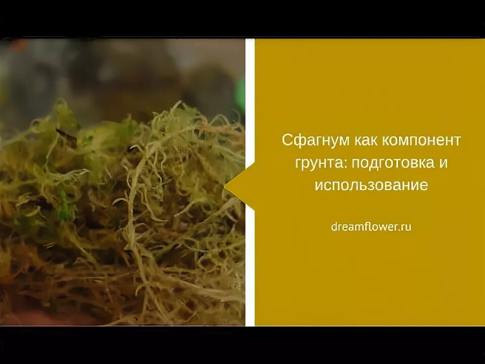 Сфагнум укоренение. Кпкмултчироватт цветок сфагнумом.