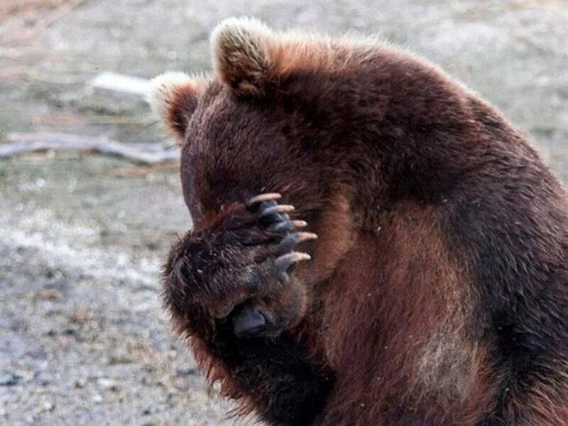 The Beauty of Wildlife Bear pictures, Animals beautiful, Animals wild