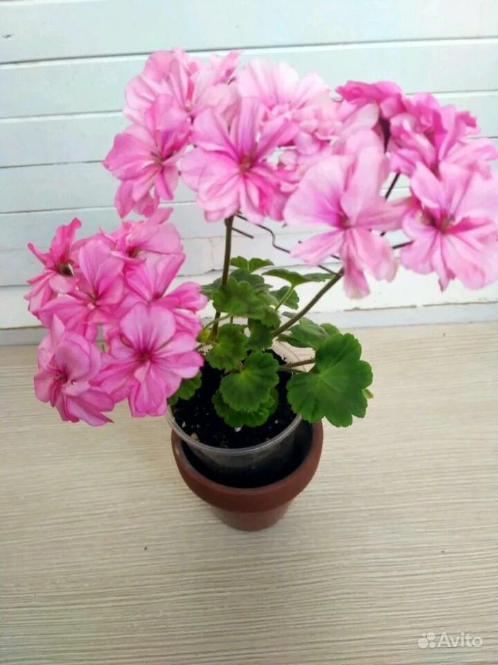 марлезон пеларгония. пеларгония ю кейли. герань 1 герань 2. пеларгония марлезон 1. пеларгония грушенька.