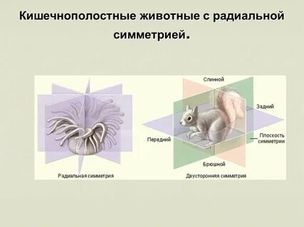 Кишечнополостные двусторонняя симметрия тела