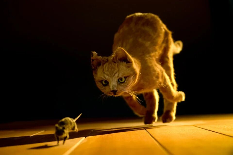 The cat was chasing the mouse. Кошки-мышки. кошка охотится. кошка охотится на мышь. cat catches mouse.