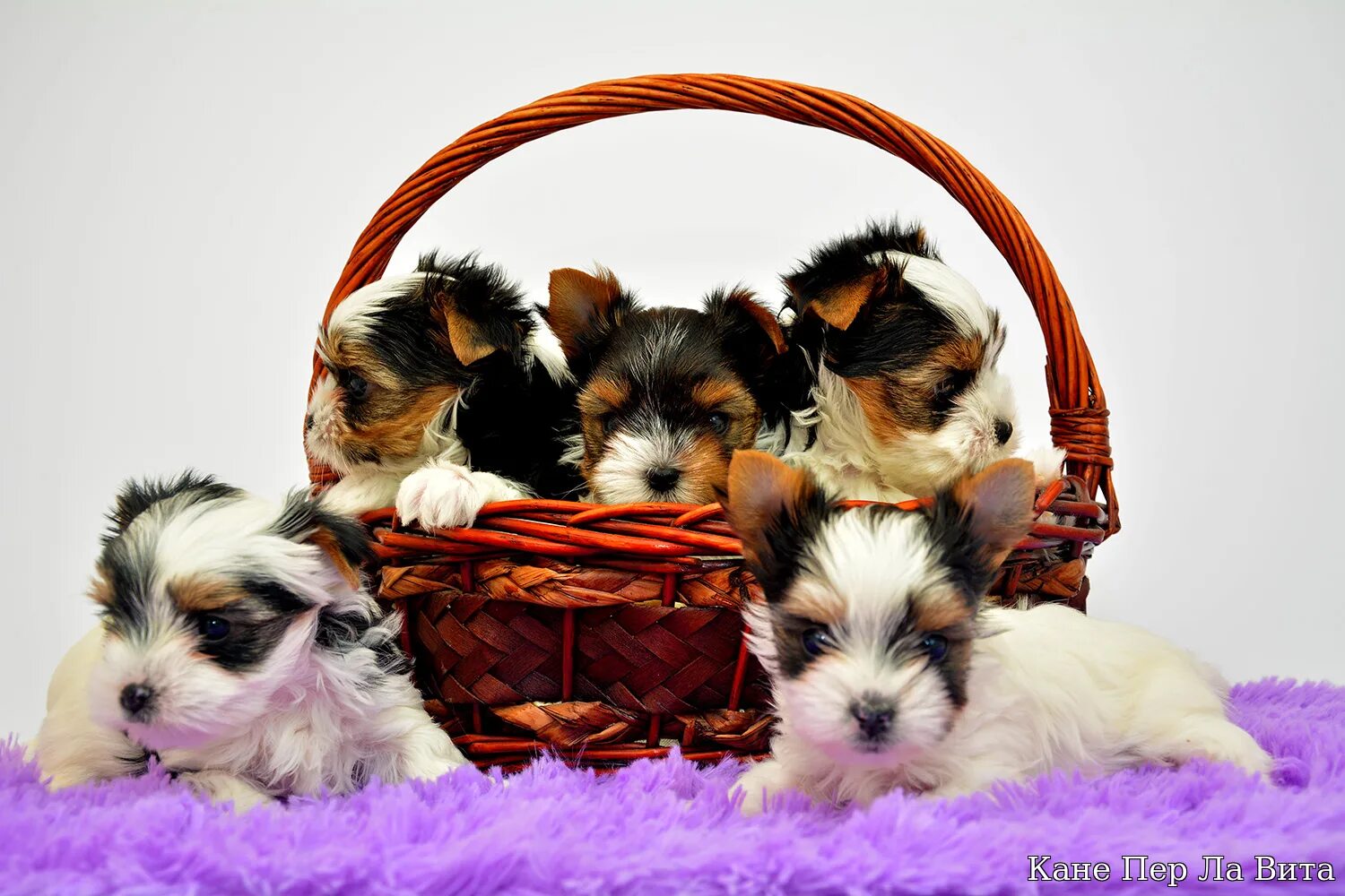 бивер-йоркширский терьер мини. бивер терьер мини. бивер терьер мини. бивер терьер мини. бивер йорк терьер.