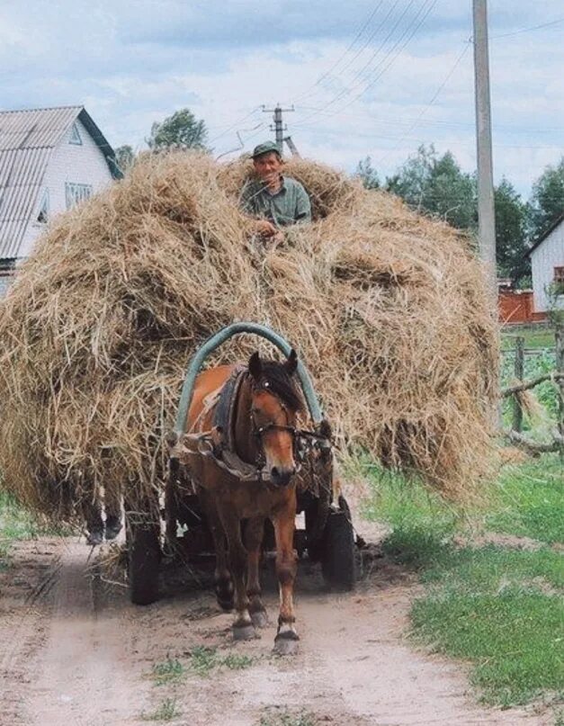 Лошади в деревне. Сено на телеге. Деревенские лошади. Сенокос в лесу. Конь с телегой.