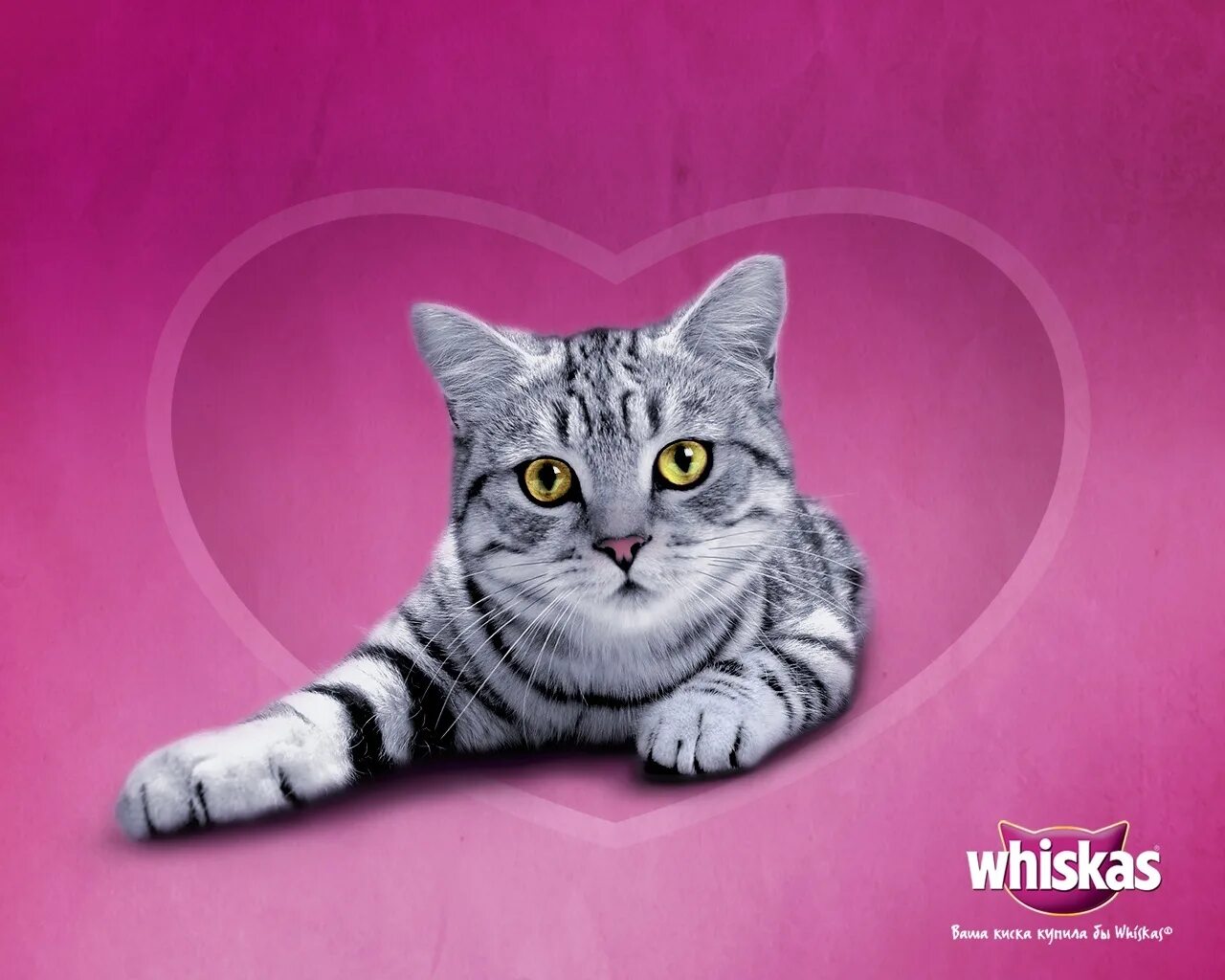 вискас для котят. британский кот полосатый вислоухий. кот из рекламы вискас. вискас вискас кот. британская кошка виска.