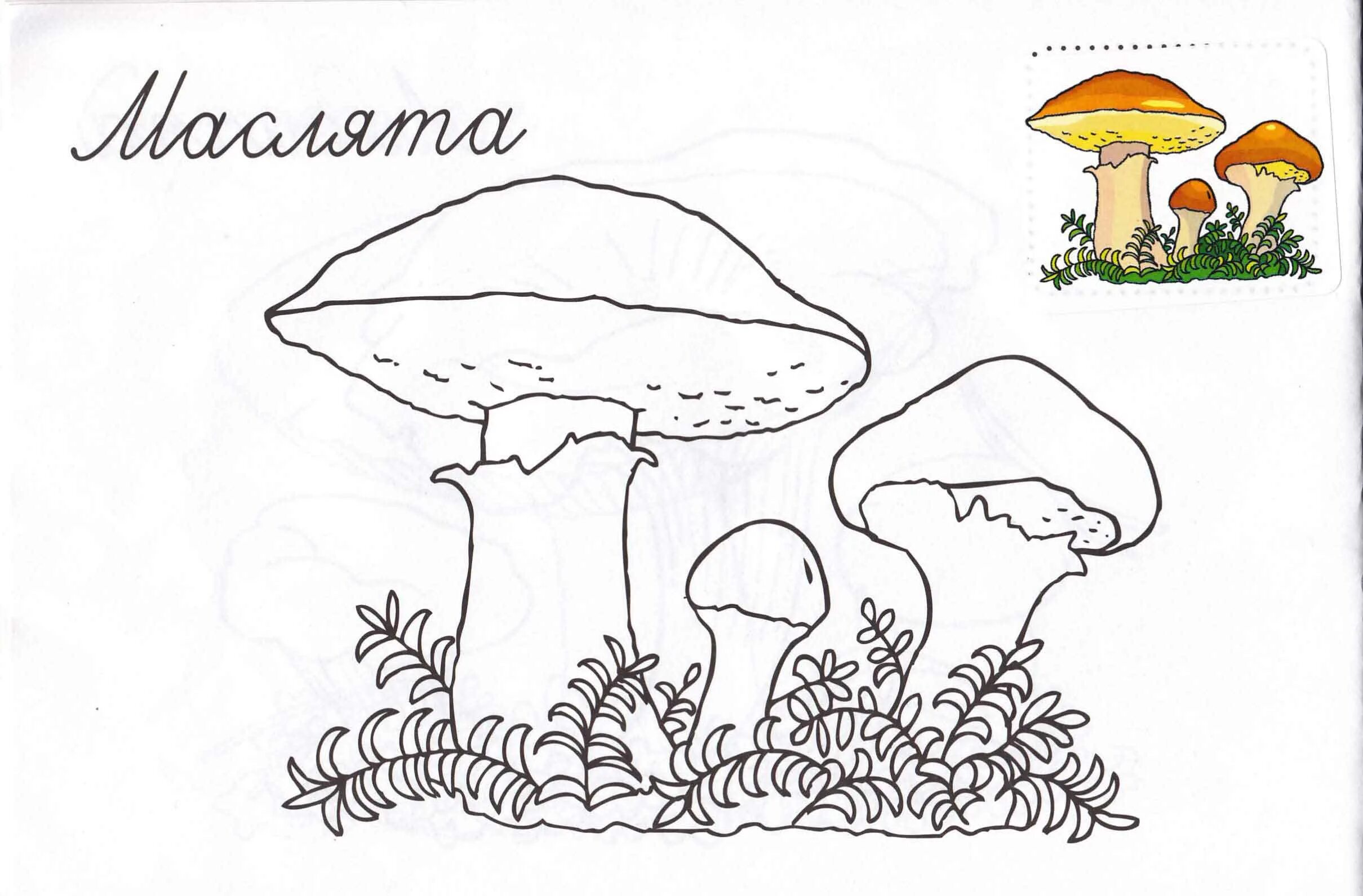 как нарисовать маслята. гриб рисунок для детей. как нарисовать маслята. «грибы для белки» (комарова, с. маслята нарисовать.