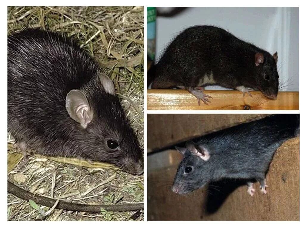 Черная крыса название. Rattus Rattus чёрная крыса. Черная Земляная крыса. Серая и черная крысы. Черная крыса в огороде.