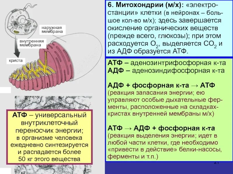 Происходит синтез атф за счет энергии. Глюкоза в митохондриях. Митохондрия процесс. Окисление Глюкозы в митохондриях. Окисление в митохондриях.