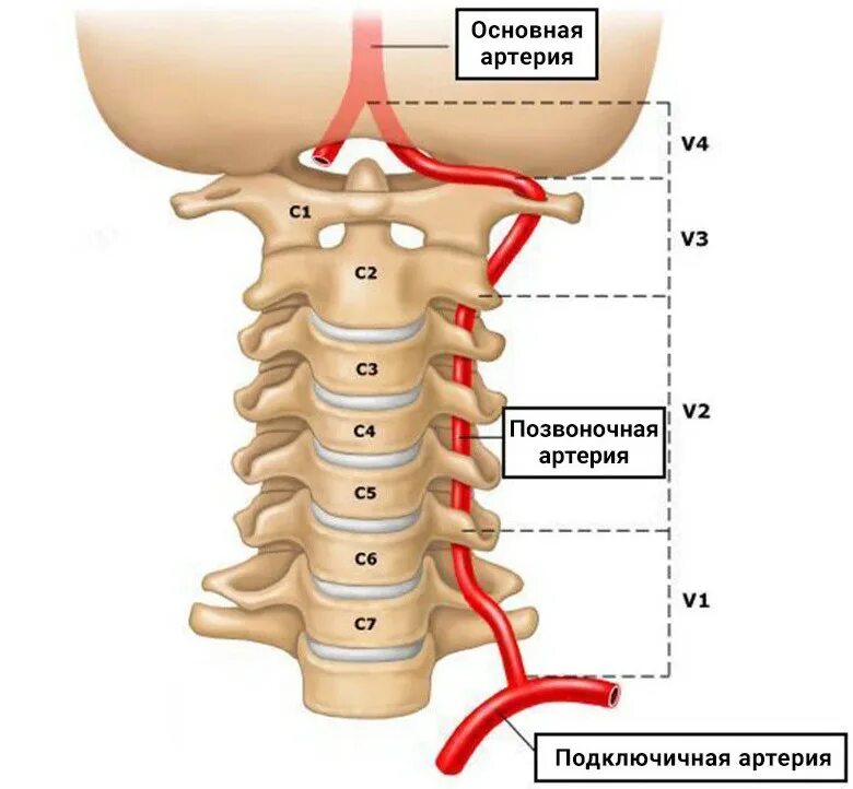 Кровоснабжение межпозвоночных дисков. Сегмент v2 позвоночной артерии. V4 сегмент позвоночной артерии. Сегменты v1 v2 позвоночных артерий. Сегмент v1 левой позвоночной артерии.
