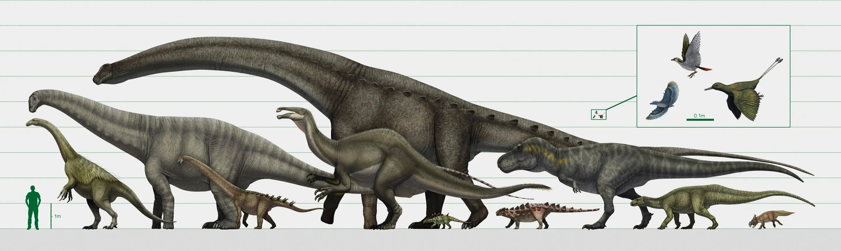 Какой 1 динозавр. Дейнохейрус динозавр. Патаготитан Майорум. Тираннозавр рекс рост. Тираннозавр рекс рост и вес.