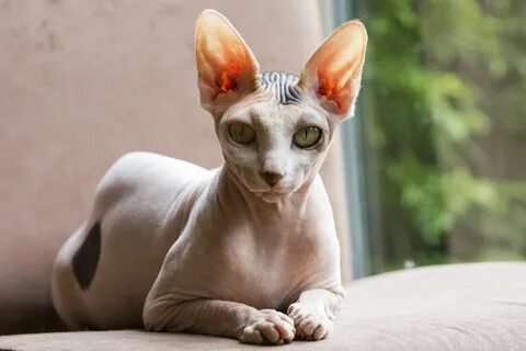 Фотографии лысой кошки