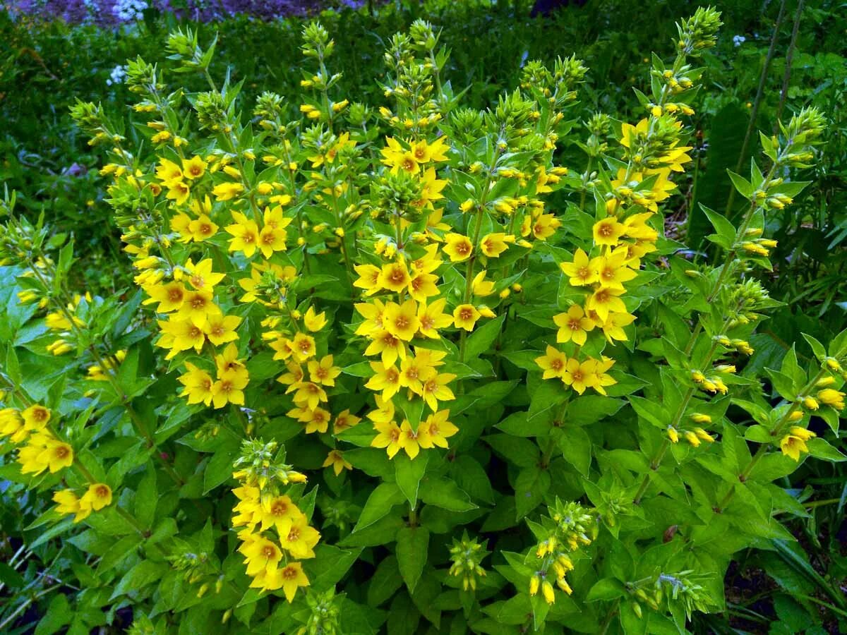 Вербейник точечный “Alexander” Lysimachia punctata. Вербейник Лизимахия. Вербейник точечный (Lysimachia punctata). Вербейник точечный (Лизимахия).