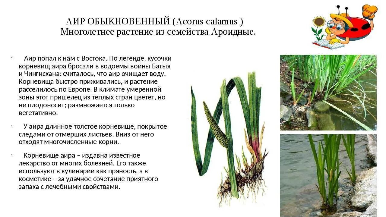 Аир болотный описание. Листья аира болотного. Аир обыкновенный сообщение. Аир болотный вариегата. Аир болотный химический состав.