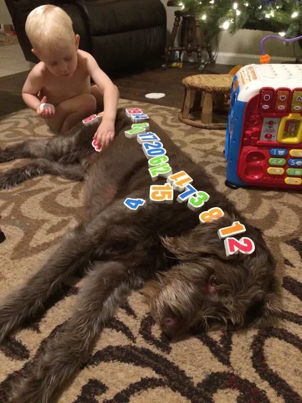 малыш хулиганит. смешные детские шалости. забавная проделка. забавная проделка. коты миг.