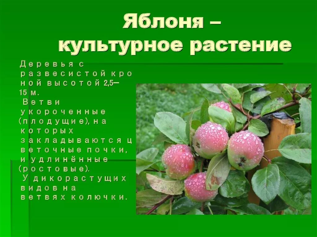 Сообщение о культурном растении. Доклад о культурном растении. Описание культурного растения. Сообщение о некультурных растениях. Культурное растение доклад 3 класс окружающий мир