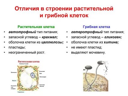 Отличия грибной клетки от растительной