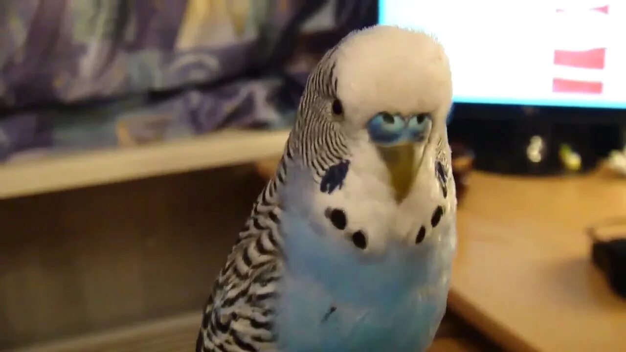 Говорящий попугай 3