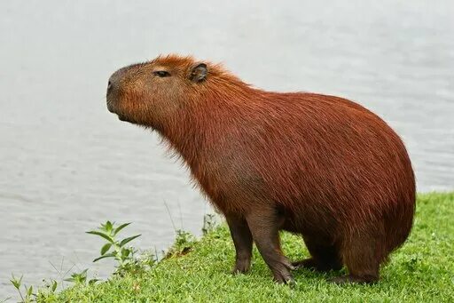 Capybara - that's what happens if a guinea pig is magnified 100 times! - YouTube