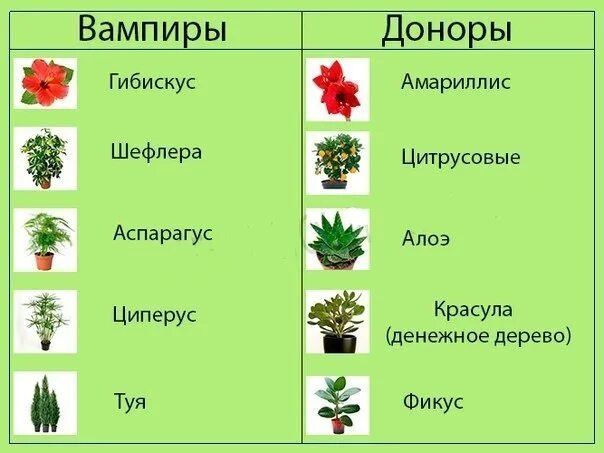 Комнатные растения вампиры и доноры. Деревья доноры и деревья вампиры. Комнатные растения доноры. Деревья вампиры и доноры энергетические.