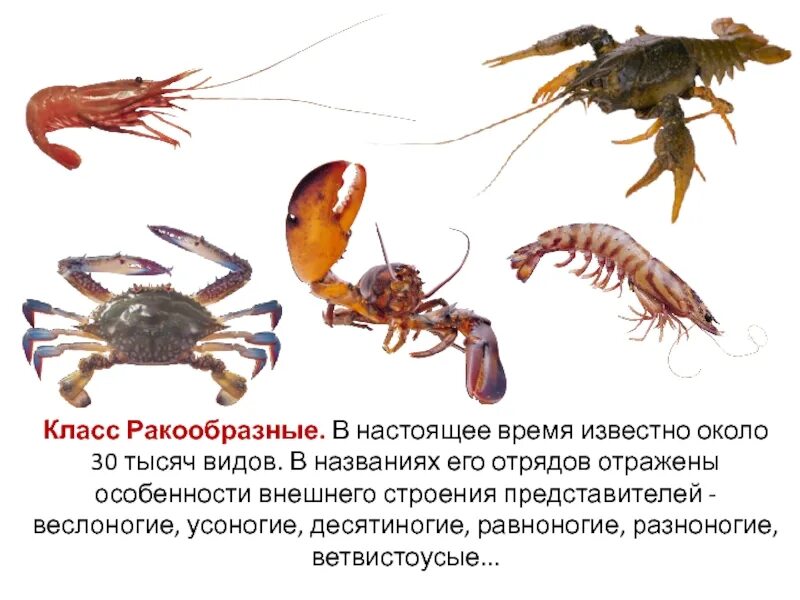 Название ракообразных. Название ракообразные 3 класс. представители группы ракообразные. представители членистоногих ракообразные. разновидности членистоногих ракообразных.