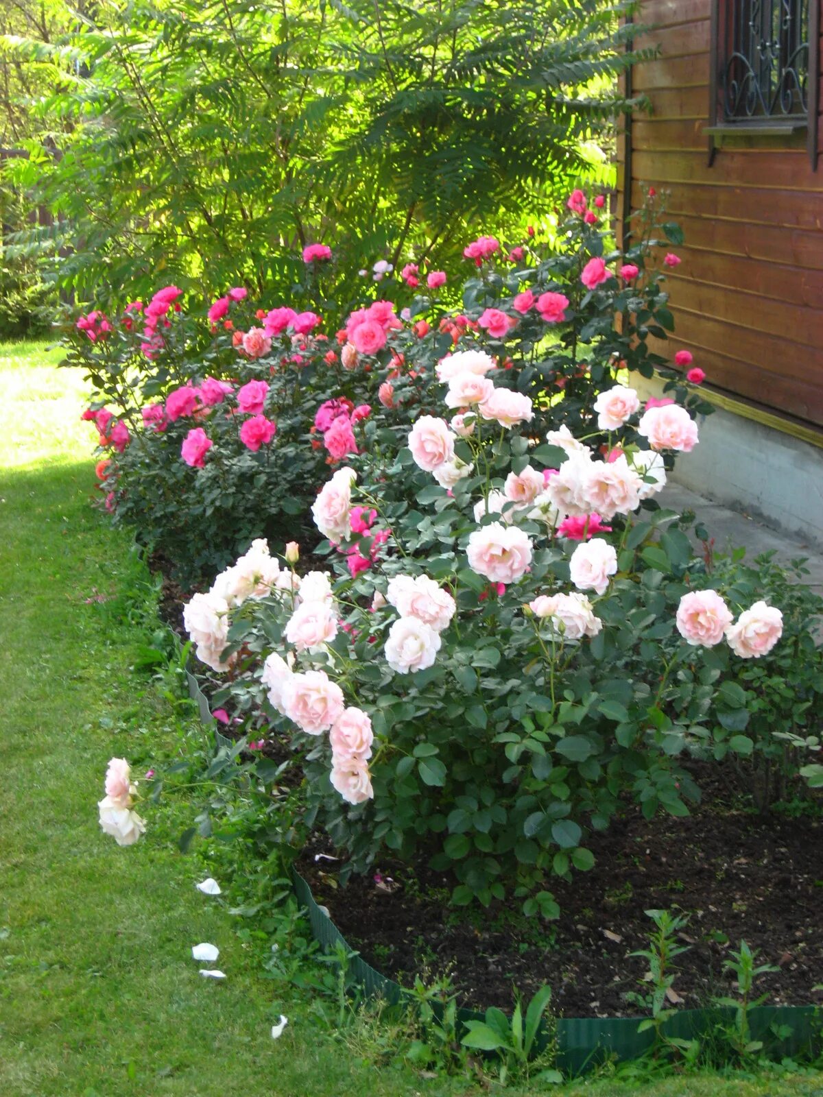 Кустовые розы на даче. Посадки роз кустовых. Саженцы роз(флорибунда,почвопокровные,. Посадки роз кустовых. Роуз гарден плетистая.