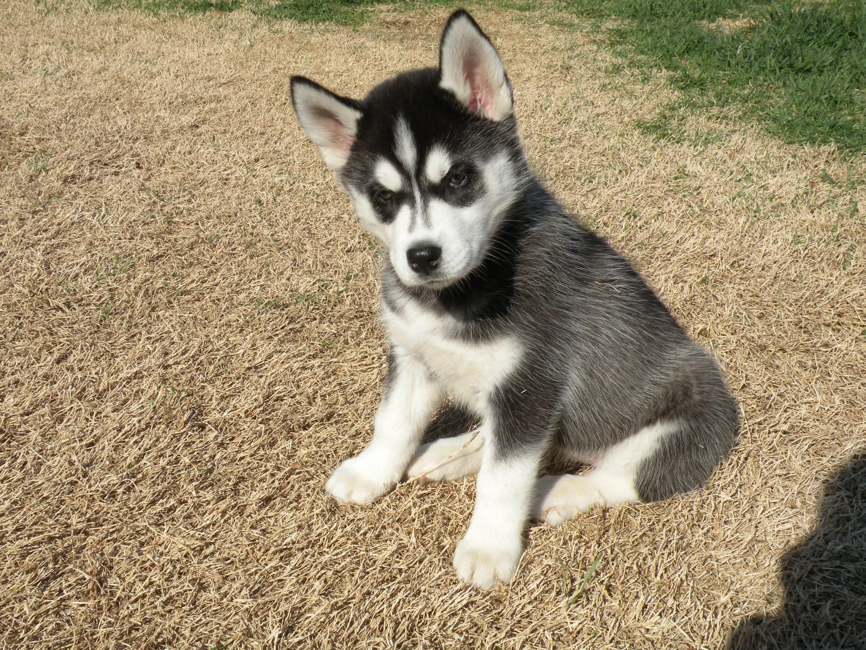 Мини хаски. Хаски щенок. Husky 10.000. Мини хаски с зелеными глазами. Купить мини хаску