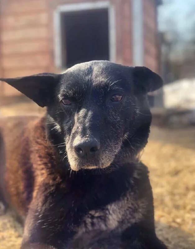 потеряшки спб. майкопская собака. потеряшки люблино. потеряшки невский район. найдена собака в колпино.