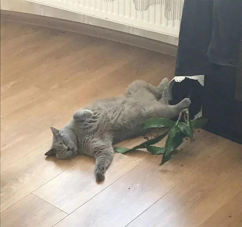 Кот в интернете. Никак не проснусь. Терпеливо ждать. Опять в интернете сидишь. Ждать пол дня.