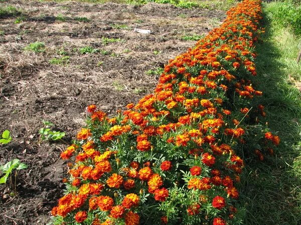 Бархатцы можно ли сразу в грунт. Ноготки и бархатцы. Бархатцы высевают. Цветы бархатцы в открытый грунт. Посадка бархатцев в открытый грунт.