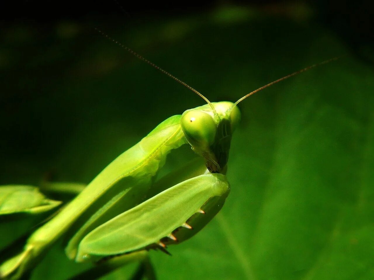 Земляной богомол (Geomantis Larvoides). Мантис богомол. Религиоза богомол. Чёрный Мантис богомол. Черный богомол