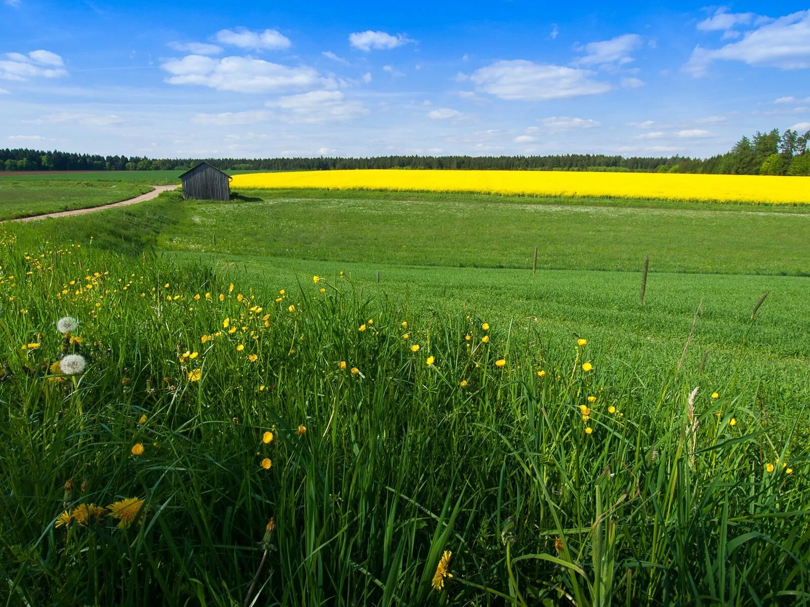 Поле равнина белоруссия. Фон поле. Поля луга. Поля сельского хозяйства украины. Природа поле.