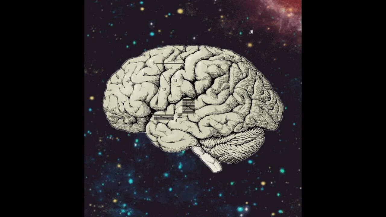 Мозг рисунок. Мозг верная тема. Минималистичный рисунок мозга. Мозг нарисованный. Мозг рисунок.